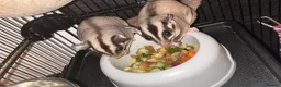 Sugar Glider rodents for sale: 2 female sugar glders in South Ockendon - Advert 24