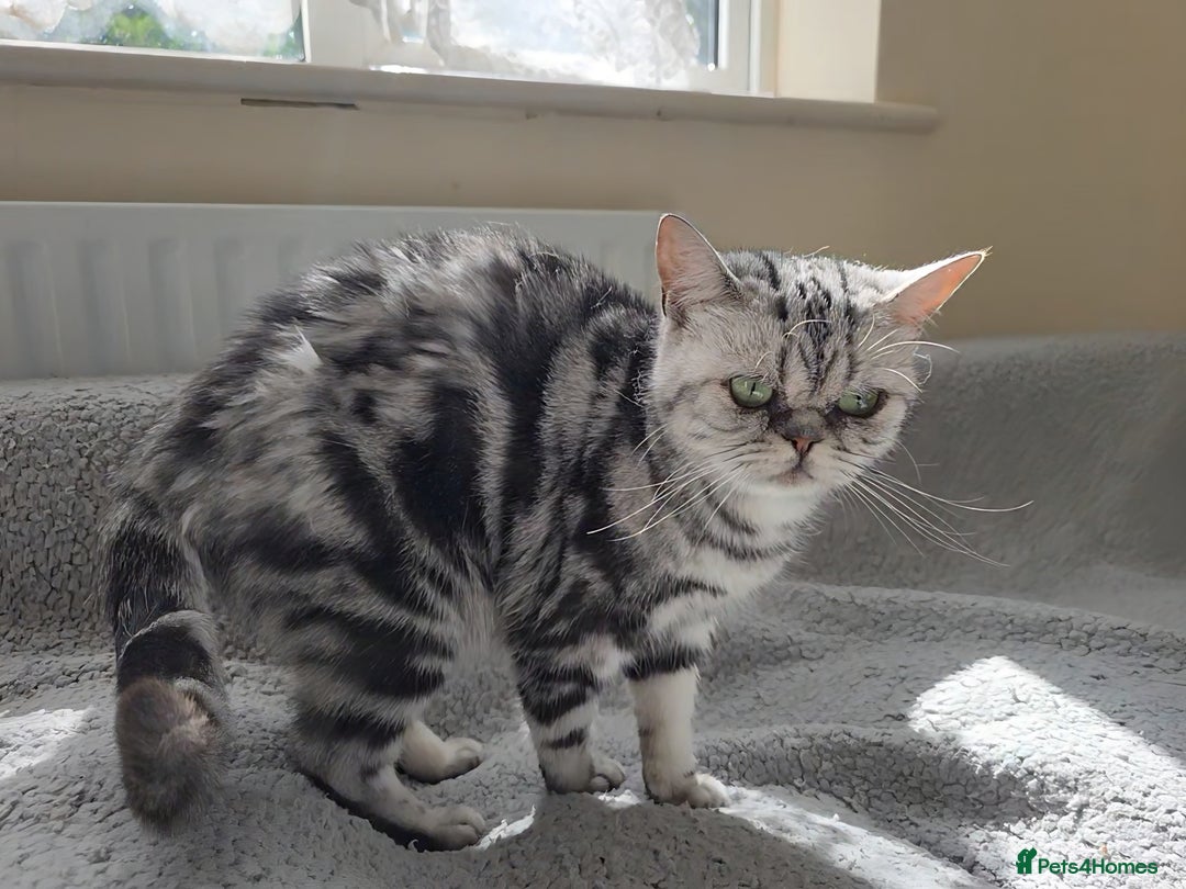 British Shorthair cats for sale: Silver Tabby kitten with his mother  - Image 22
