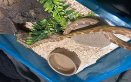 Corn Snake reptiles for sale: Caramel difused cornsnake - Image 4