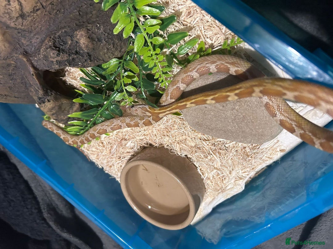 Corn Snake reptiles for sale: Caramel difused cornsnake - Image 4