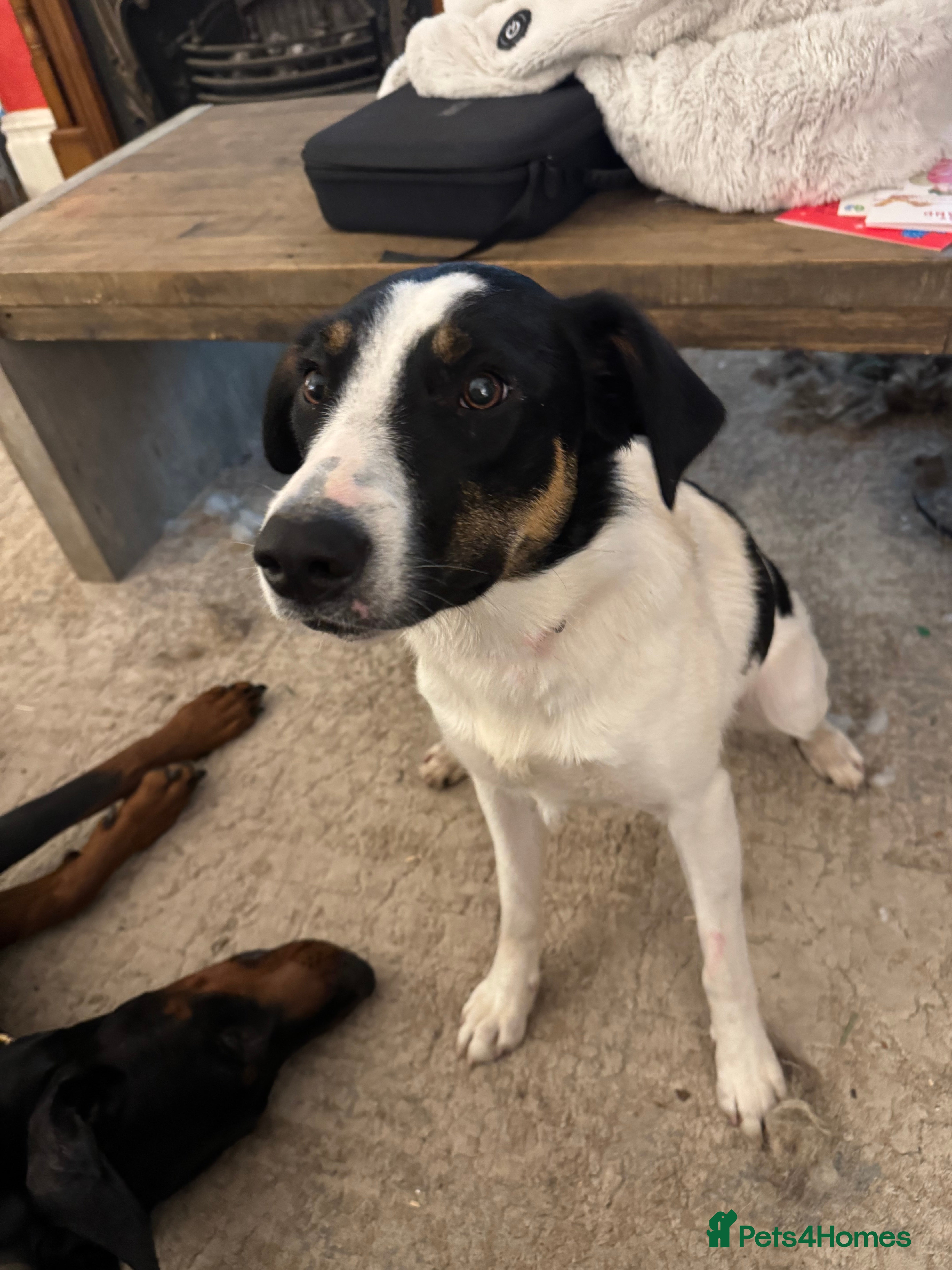 Border Collie dogs Tri colour 9 month old female border collie - Advert 1