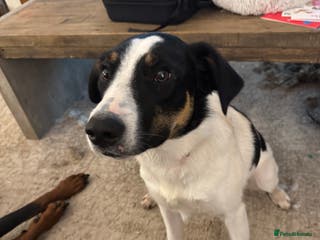 Border Collie dogs Tri colour 9 month old female border collie - Advert 1