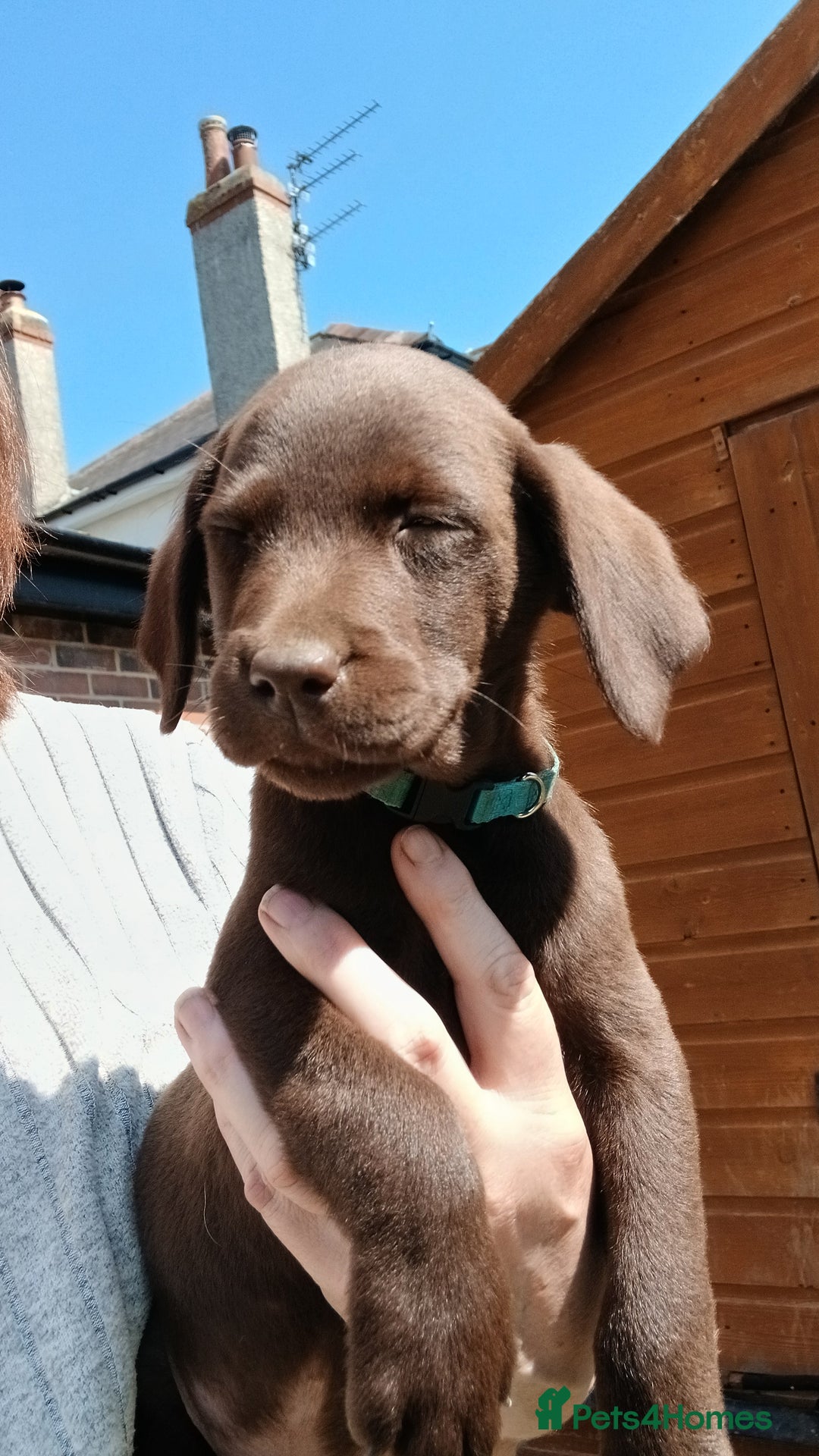 Labrador Retriever dogs for sale: **READY NOW**CHOCOLATE LAB PUPS - Image 11