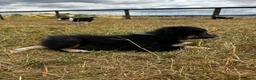 Mixed Breed dogs for sale: Kelpie x collies BEAUTIFUL LITTER - Advert 23