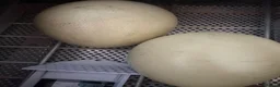 Mixed Breed poultry for sale: Fertile rhea hatching eggs  - Advert 5