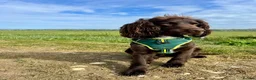 Sprocker dogs for stud: Stunning Cocker Spaniel available for Stud  - Advert 3