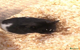Hamster rodents for sale: Blitzo - Image 7