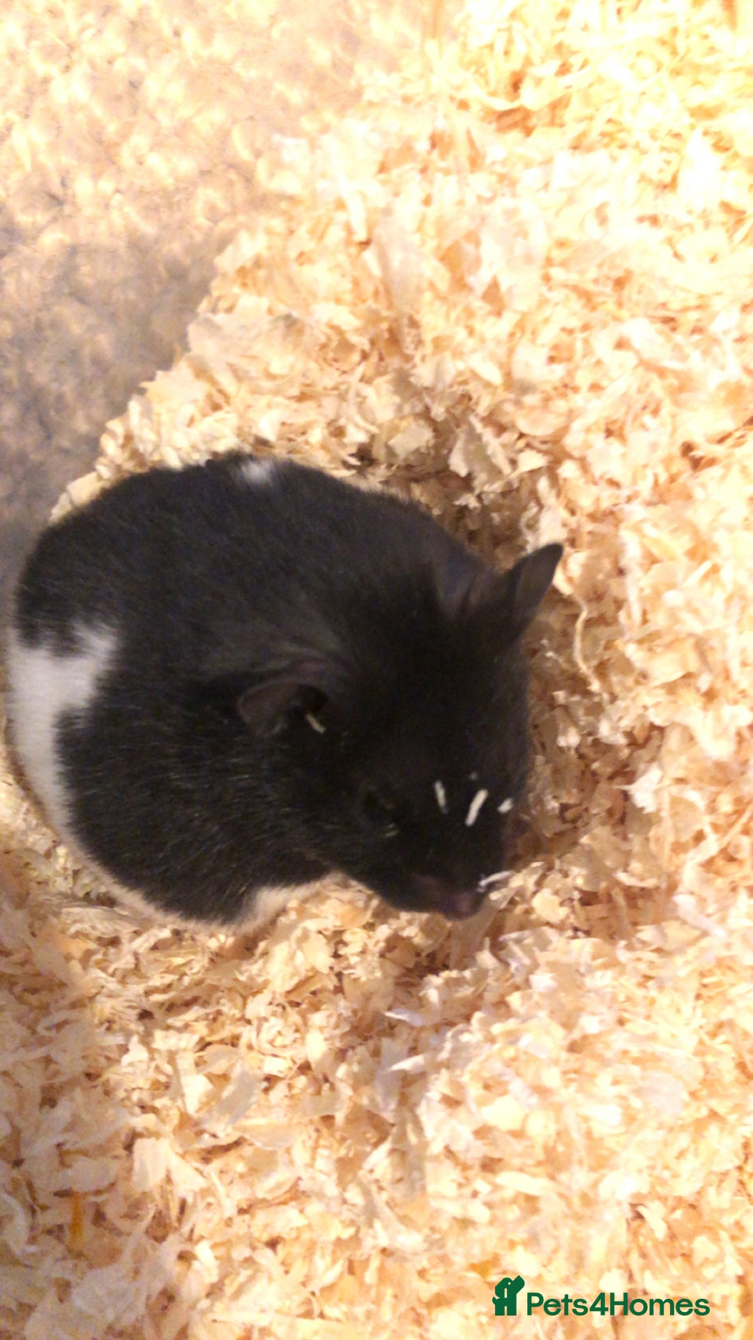 Hamster rodents for sale: Blitzo - Image 7