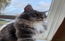 Maine Coon cats for sale: GCCF Pedigree Russian line Maine Coon - Advert 6