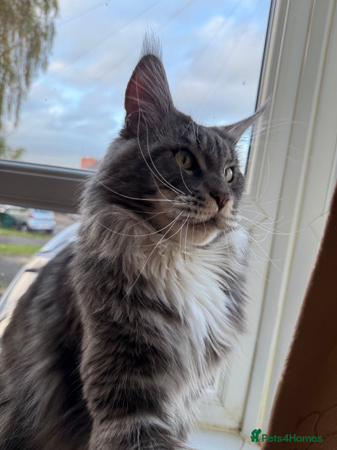 Maine Coon cats for sale: GCCF Pedigree Russian line Maine Coon - Advert 6