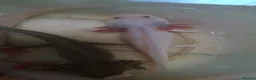 Axolotl reptiles for sale: Baby axolotls - Advert 11