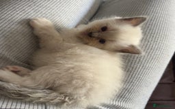 Ragdoll cats for sale: Last 2 beautiful boy blue mitted Ragdolls kittens  - Image 14