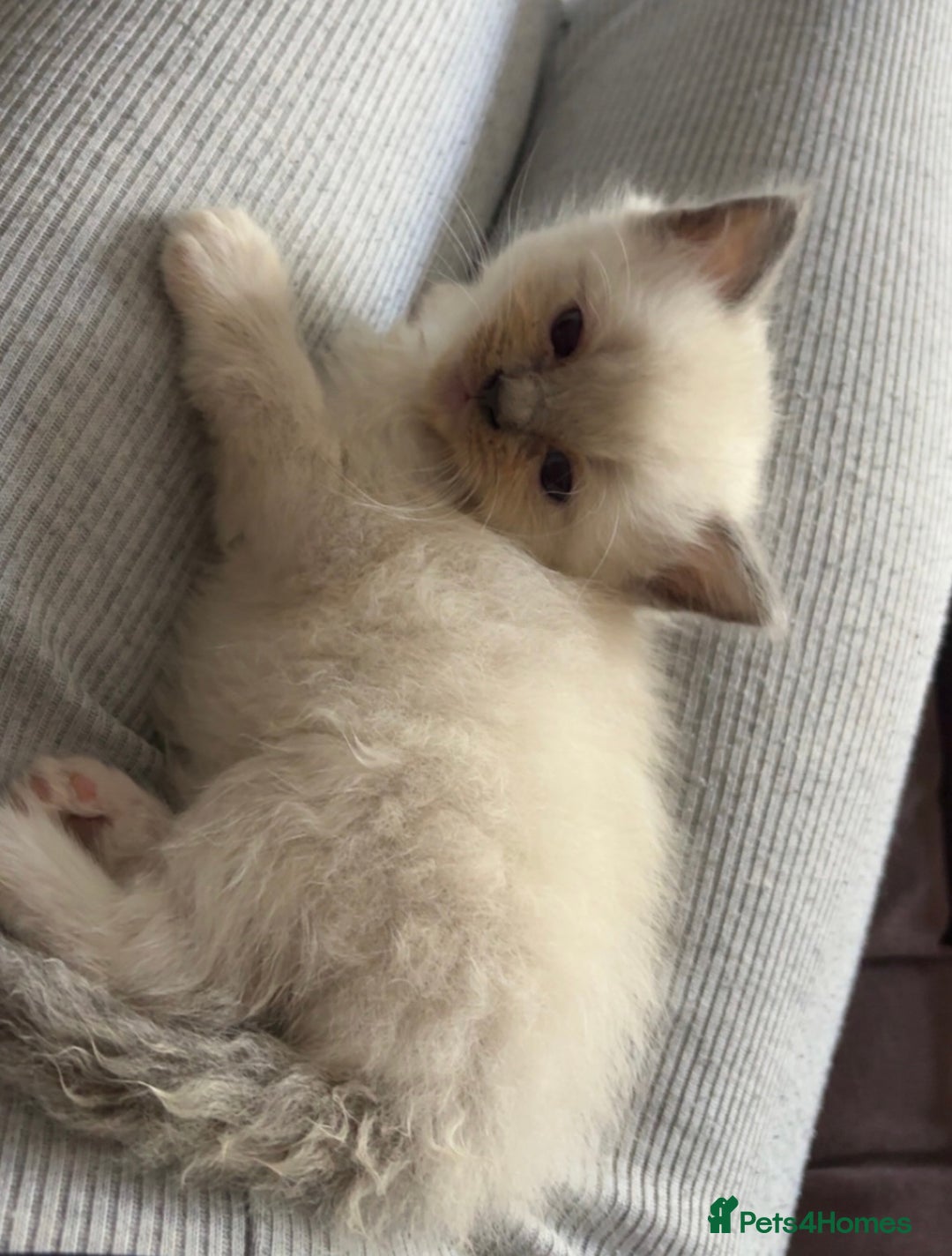 Ragdoll cats for sale: Last 2 beautiful boy blue mitted Ragdolls kittens  - Image 14