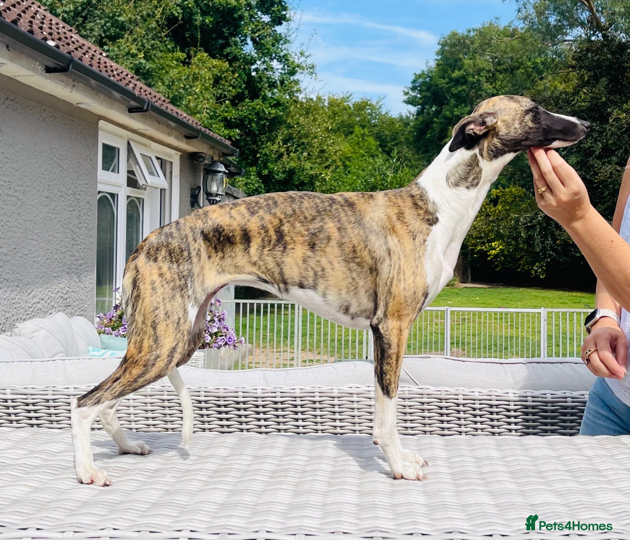 Whippet dogs KC reg healthy, sweet, gentle whippet pups - Advert 4
