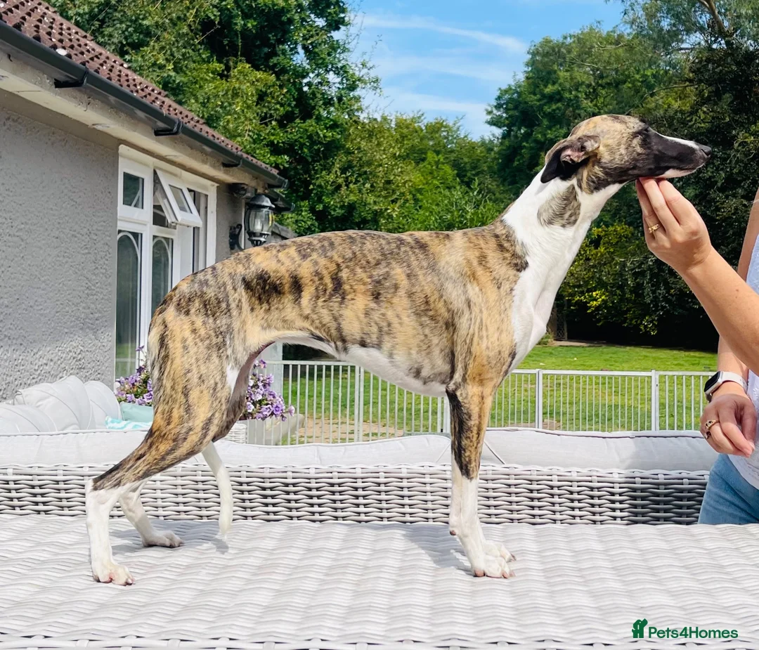 Whippet dogs for sale: KC reg healthy, sweet, gentle whippet pups - Advert 1