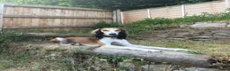 Saluki dogs for sale: Beautiful Saluki pups from champion lines - Advert 3