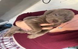 Labrador Retriever dogs for sale: Stunning silver Labradors  - Image 22