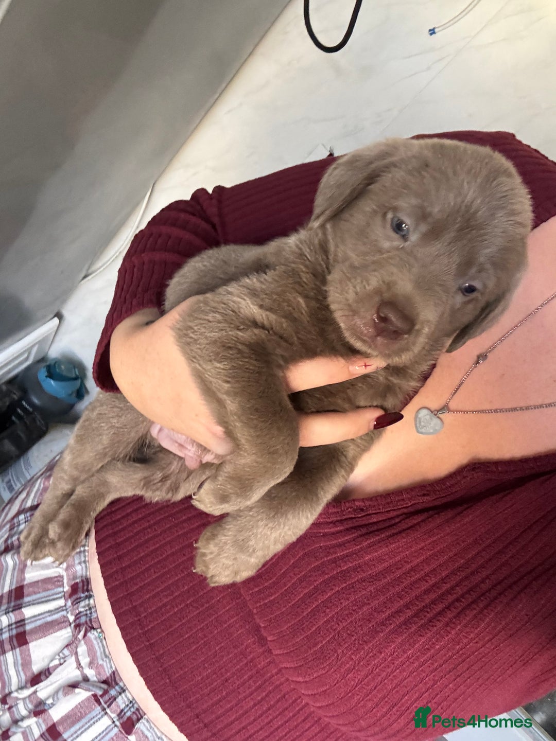 Labrador Retriever dogs for sale: Stunning silver Labradors  - Image 22