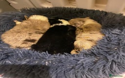 Border Collie dogs for sale: 3 beautiful collie puppies  - Advert 4