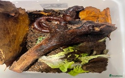 Millipedes invertebrates for sale: Various millipedes for sale from £12  - Image 3