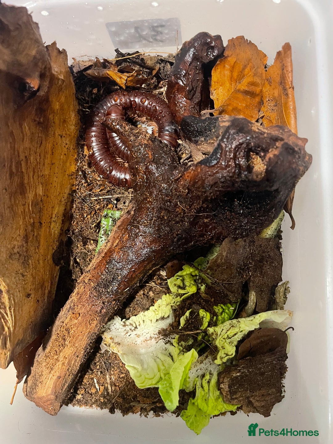 Millipedes invertebrates for sale: Various millipedes for sale from £12  - Image 3