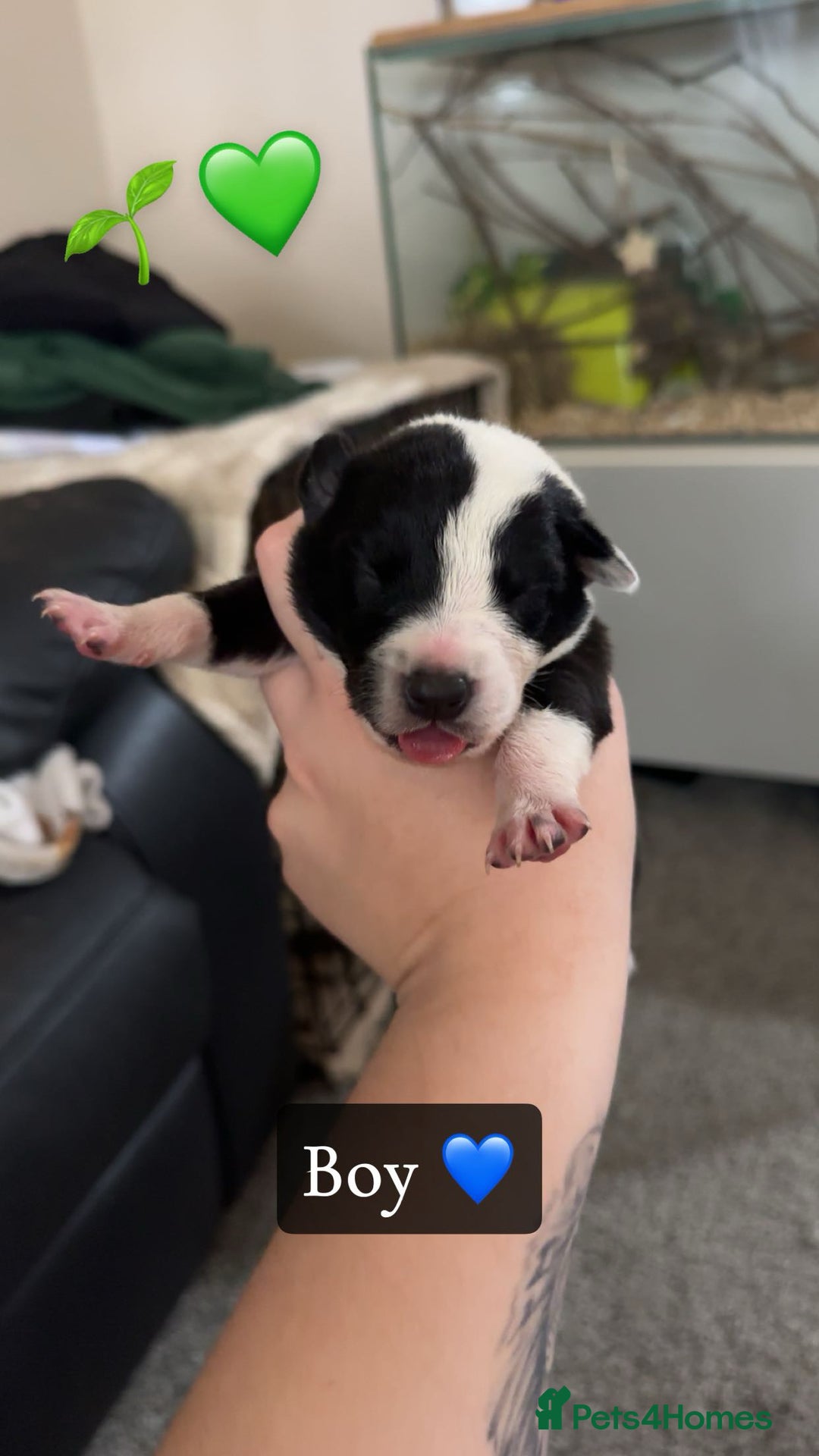 Mixed Breed dogs for sale: 🐾 Border Collie x Blue Heeler Puppies FOR SALE 🐾 - Image 4