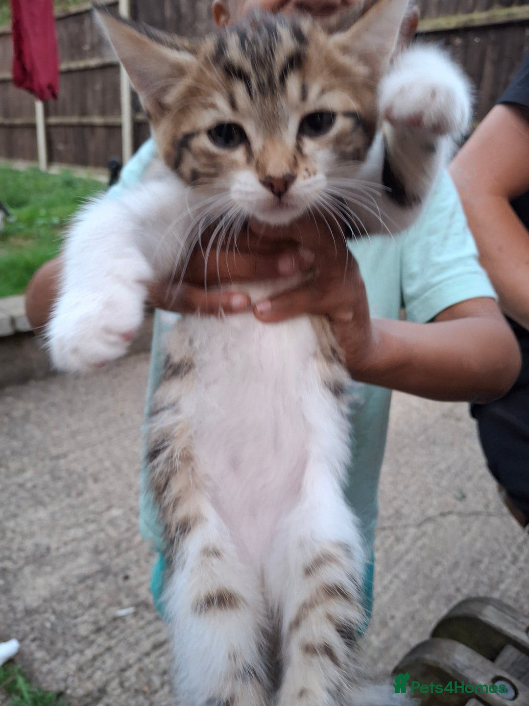 Siberian cats for sale: Siberian mix - Image 13