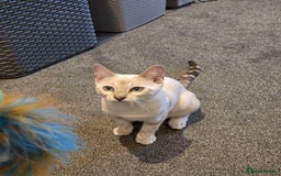 Bengal cats for sale: TICA registered bengal female kitten  - Image 5