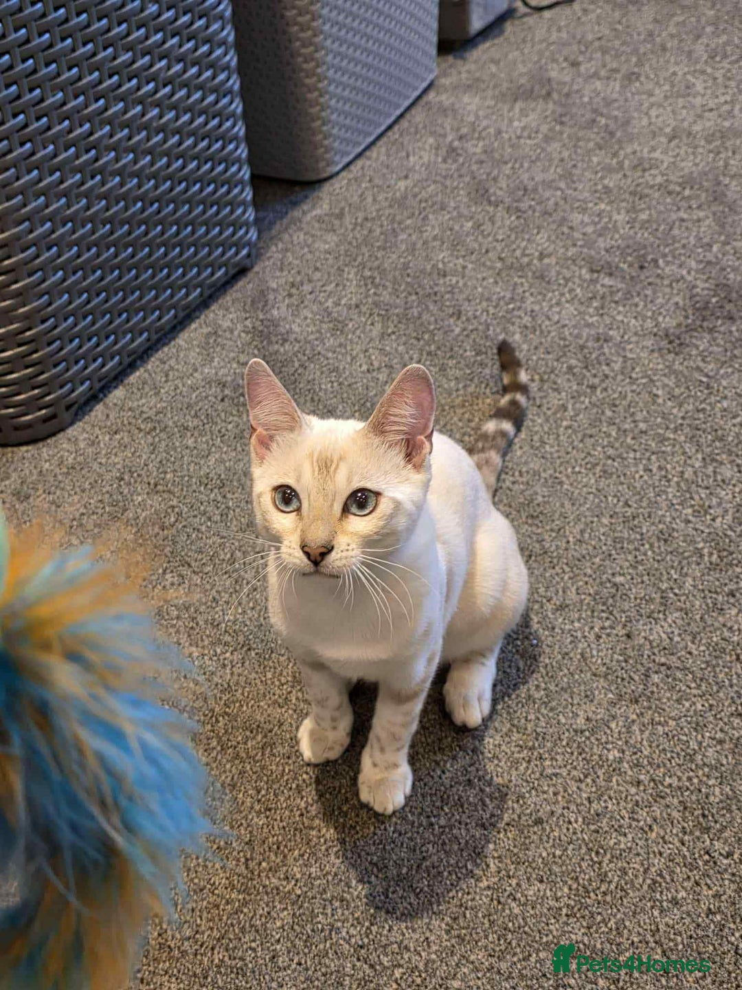 Bengal cats for sale: TICA registered bengal female kitten  - Image 5