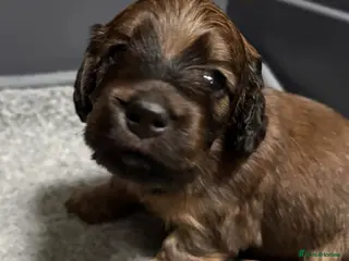 Miniature Dachshund dogs Beautiful long hair miniature dachshund pups - Advert 15