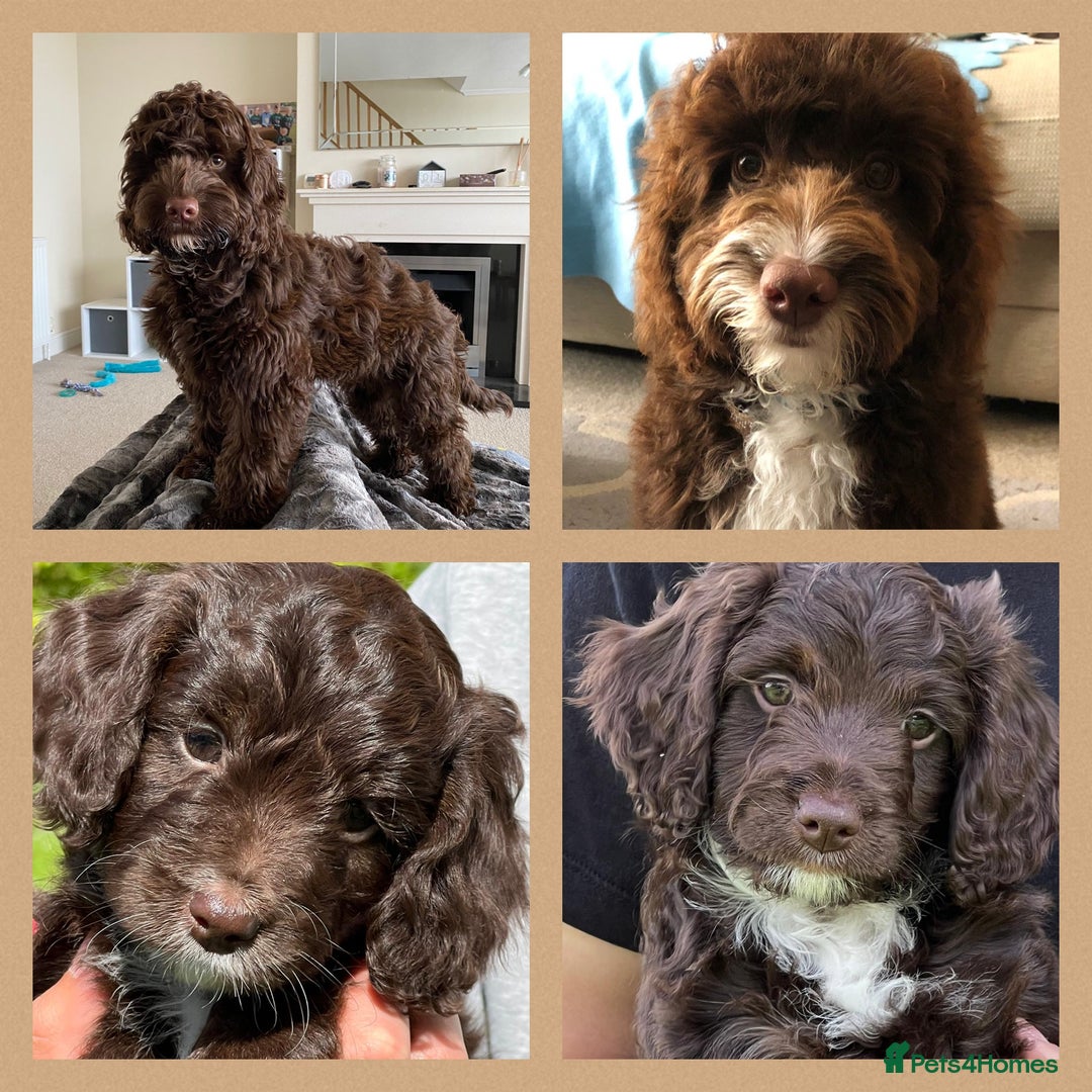 Miniature Poodle dogs for stud: Miniature Poodle KC Reg Fully DNA Health Tested  in Radstock - Image 18