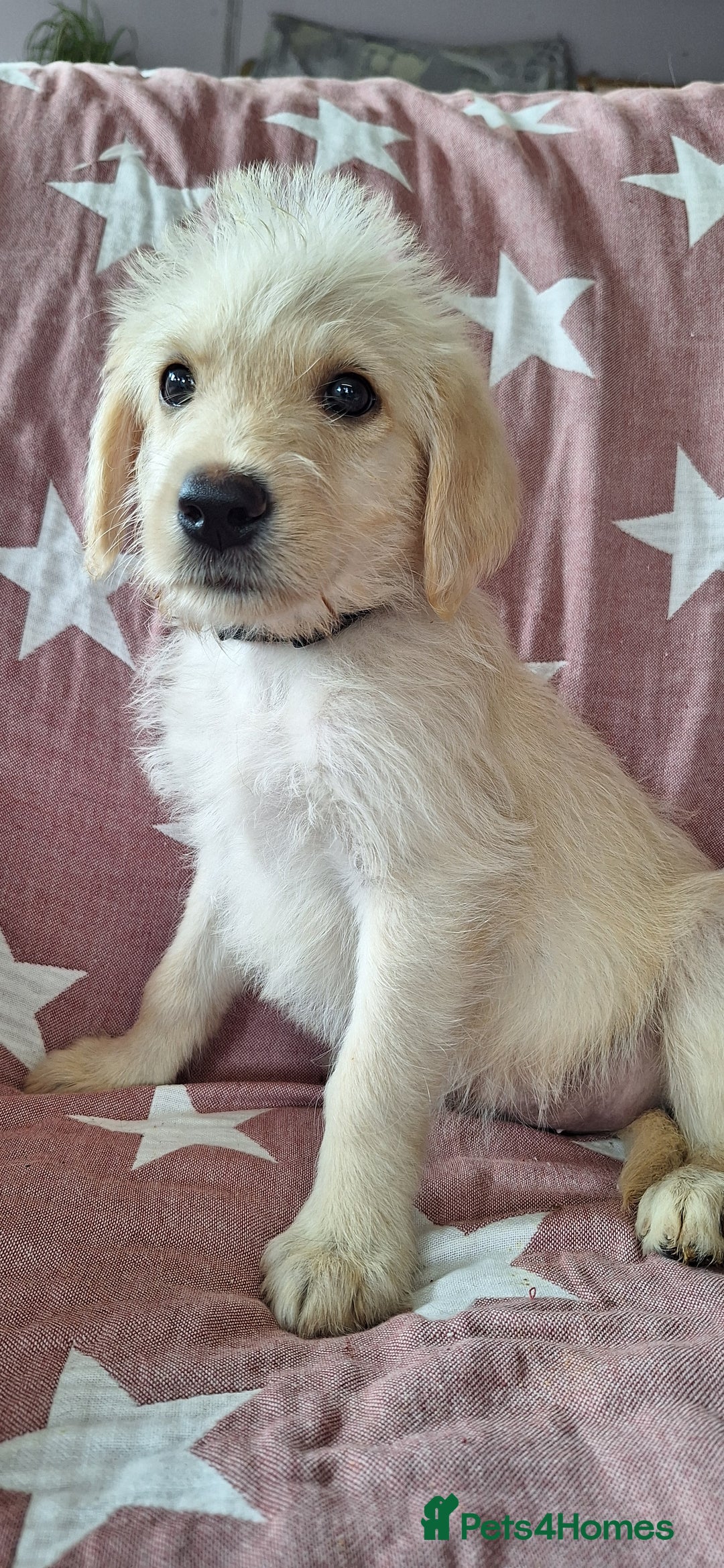 Labradoodle dogs for sale: BEAUTIFUL LABRADOODLE PUPPIES *LAST ONE* * - Image 8