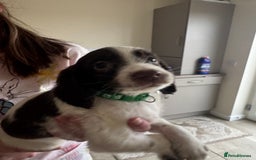 Sprocker dogs for sale: Sprocker spaniel puppy’s  - Image 3