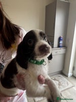 Sprocker dogs - Advert 8