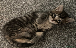 European cats for sale: Four Gorgeous Kittens Looking for Forever Homes - Image 11