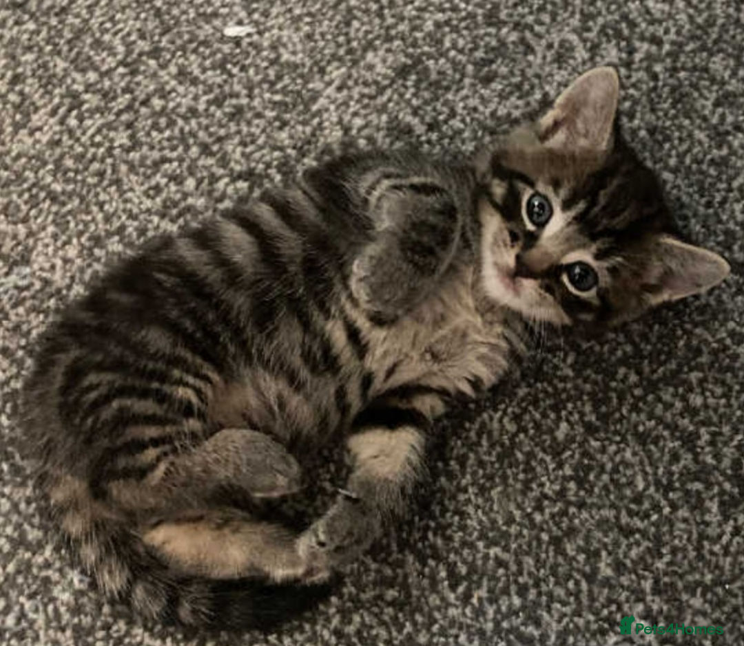 European cats for sale: Four Gorgeous Kittens Looking for Forever Homes - Image 11