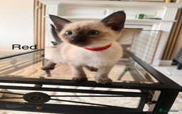 Siamese cats for sale: Human Toilet Trained! Exquisite Siamese Kittens - Image 35