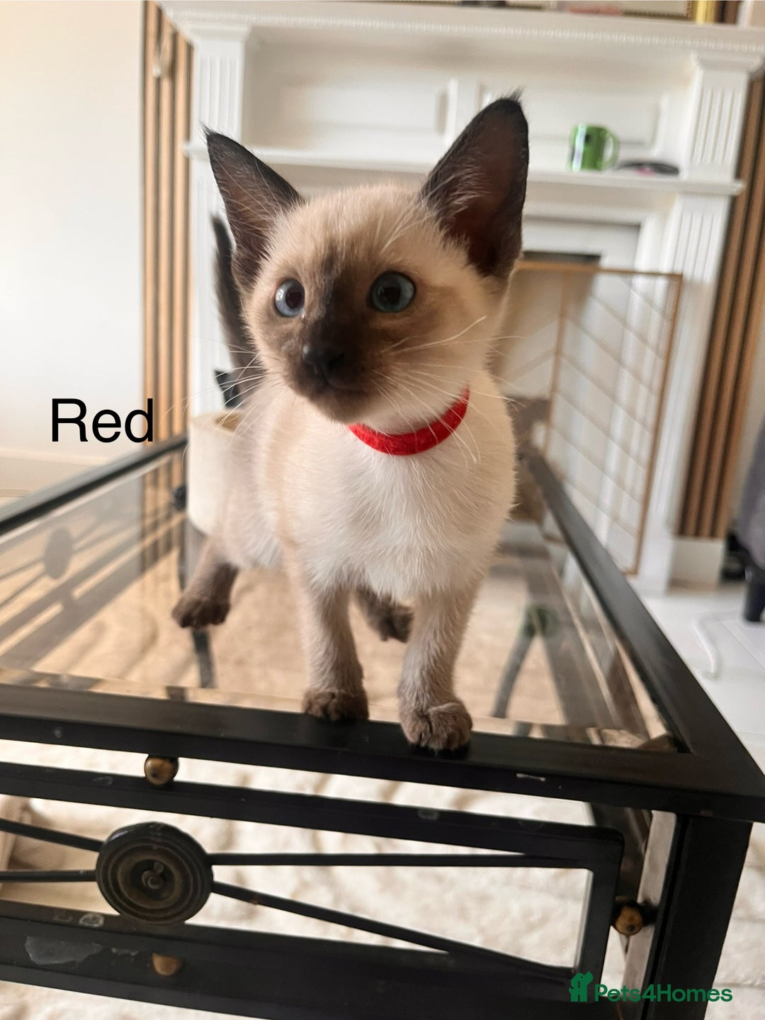 Siamese cats for sale: Human Toilet Trained! Exquisite Siamese Kittens - Image 35