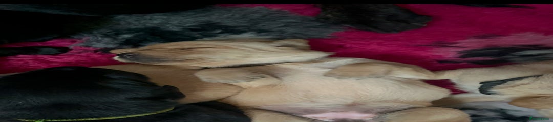 Labrador Retriever Puppy 4