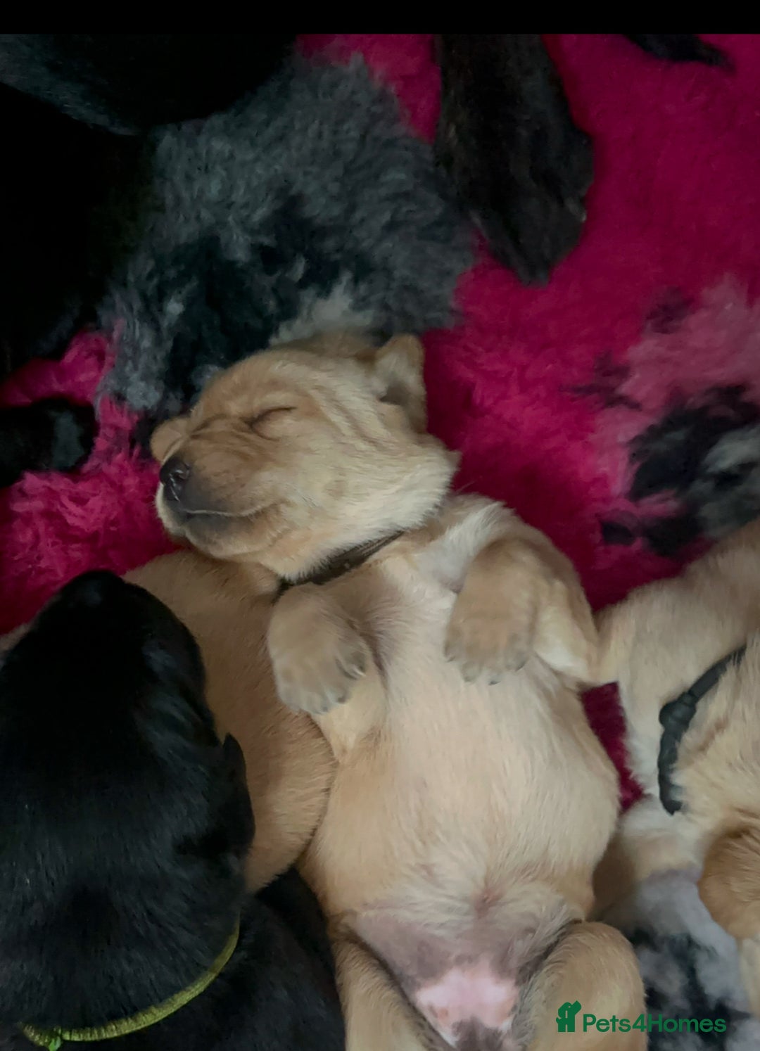 Labrador Retriever dogs for sale: Stunning KC Registered FoxRed/Black Labrador Pups  - Image 1