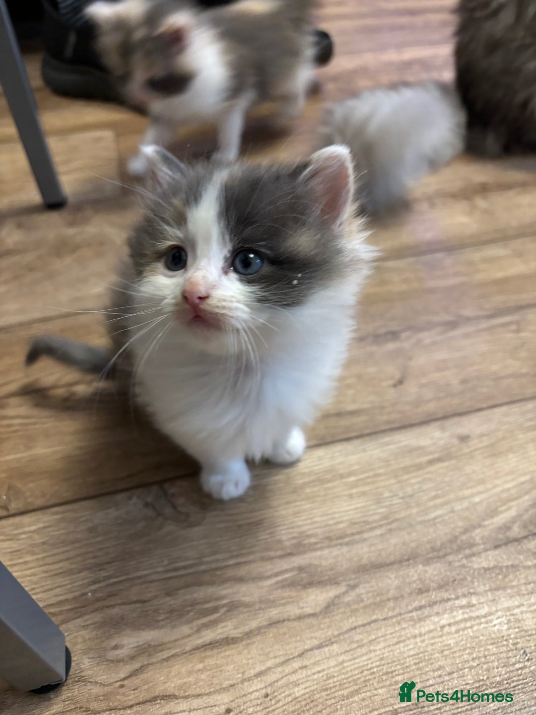 Mixed Breed cats for sale: Two Dilute Calico long hair Female kittens  - Advert 3