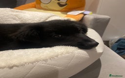 Border Collie dogs for sale: border collie puppy - Image 3