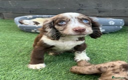 Cocker Spaniel dogs for sale: ❤️Gorgeous, Happy, Healthy, Spaniel babies 💙 - Image 19