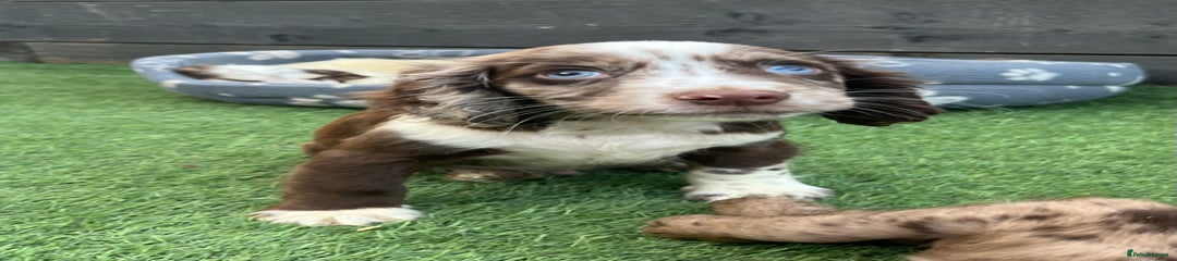 Cocker Spaniel Puppy 1