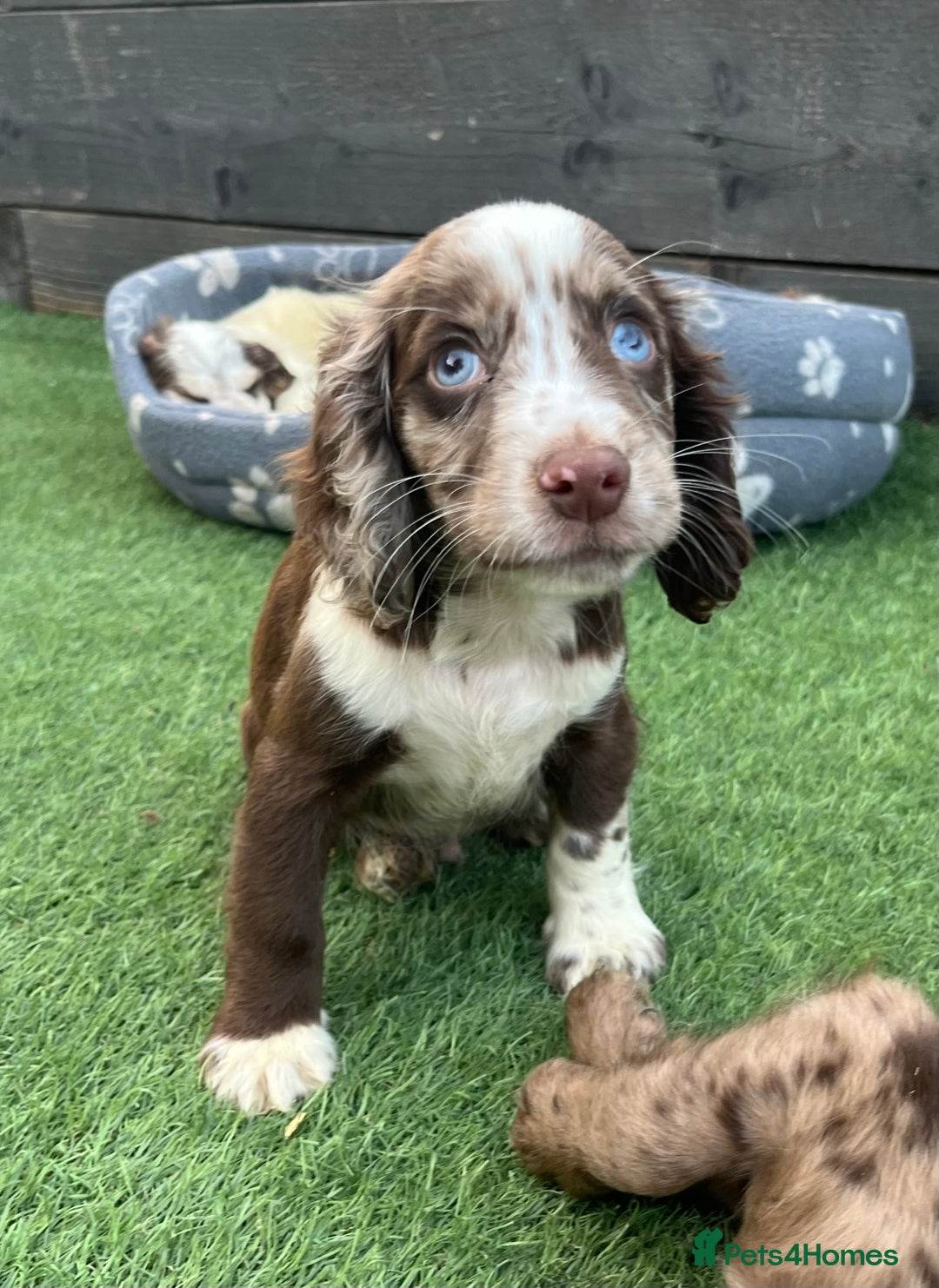 Cocker Spaniel dogs for sale: ❤️Gorgeous, Happy, Healthy, Spaniel babies 💙 - Image 19