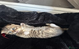 Scottish Fold cats for sale: Ready for his forever home - Image 4
