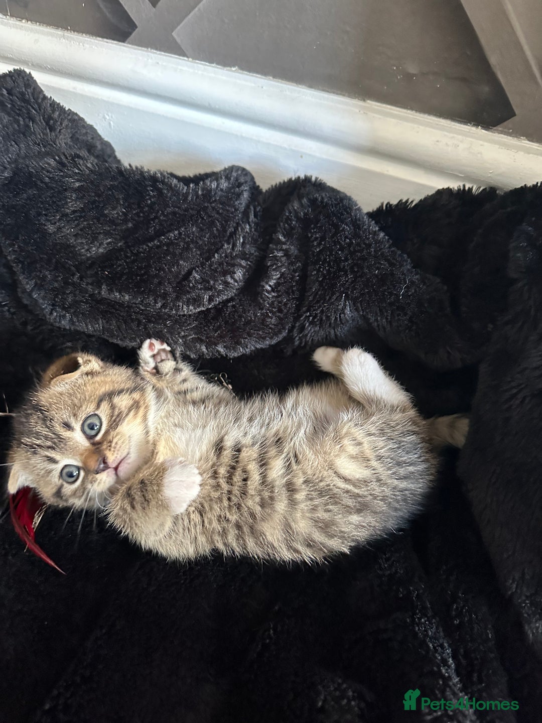 Scottish Fold cats for sale: Ready for his forever home - Image 4
