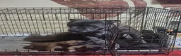Staffordshire Bull Terrier dogs for sale: Beautiful staffie puppies  - Advert 12