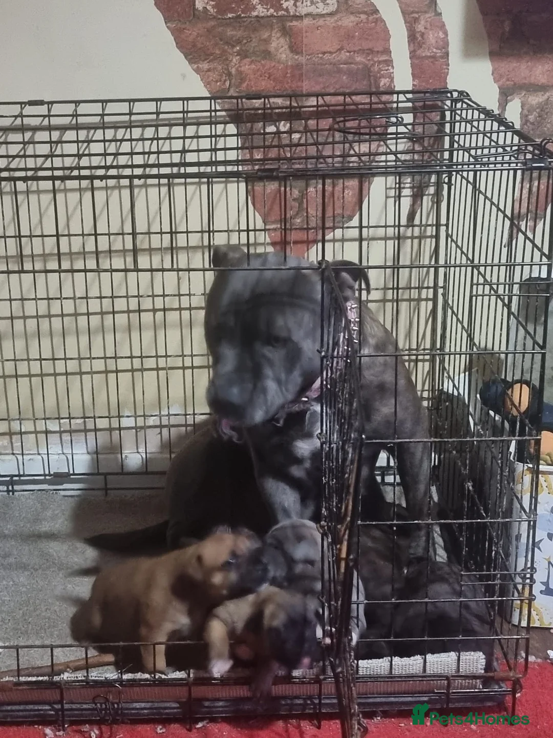 Staffordshire Bull Terrier dogs for sale: Beautiful staffie puppies  - Advert 12