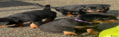 Rottweiler 1